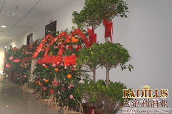 充满祝贺的花篮直入大厅