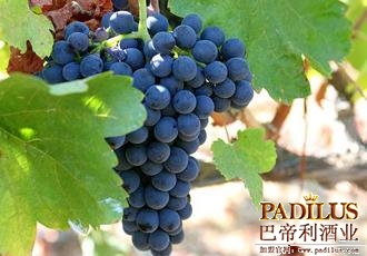 葡萄品种