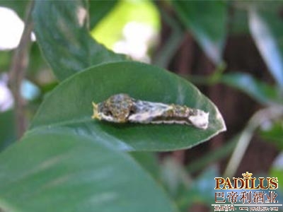 香槟产区采用缓释扩散器Rak驱蝶