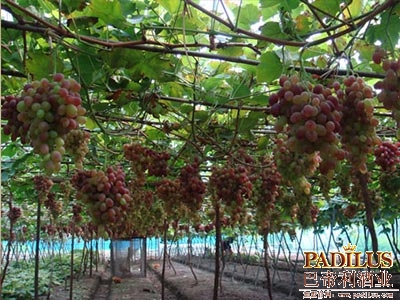 美国加州那帕谷(Napa)