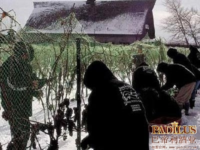 新加拿大冰酒协议