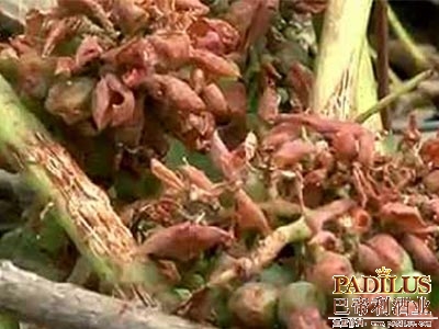 波尔多受灾葡萄园施行减税