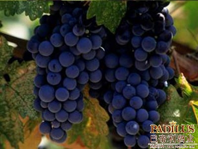 梅洛Merlot