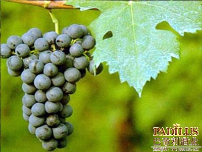 品丽珠CabernetFranc