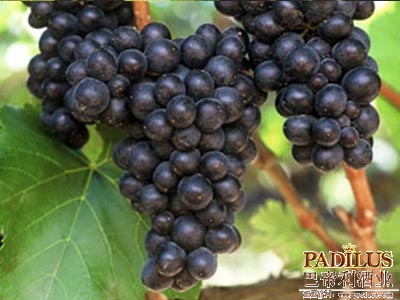 黑皮诺PinotNoir