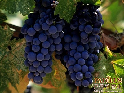 小伟铎（Petit Verdot）