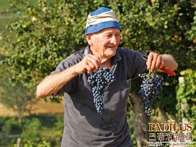 2013意大利葡萄酒产量将大幅增长8.4%