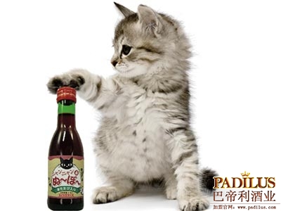 猫咪新酒图片