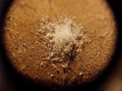 识别雪茄开花与发霉